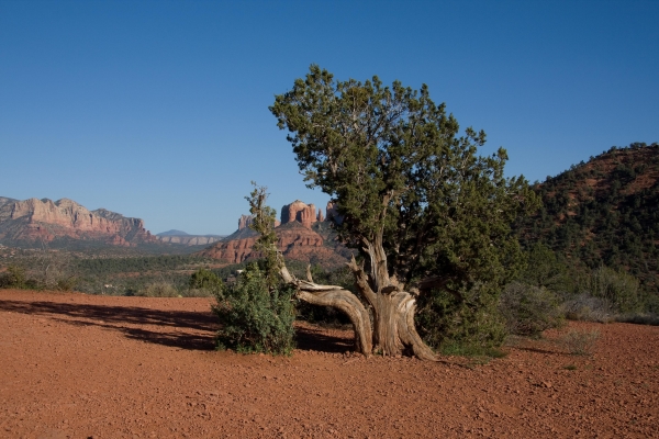 Click here to view Cathedral Rock thru Tree by  Tom Borgal Photography