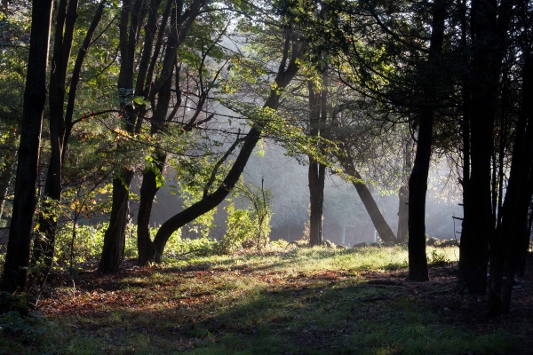 Click here to view Morning Light by  Tom Borgal Photography