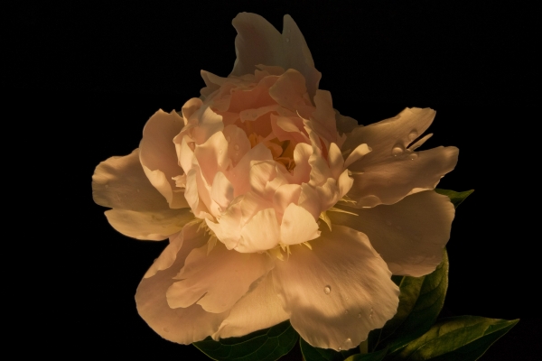 Click here to view Peony by  Tom Borgal Photography