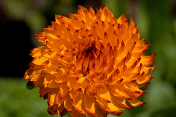Burst of Orange by Tom Borgal Photography