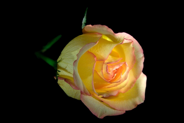 Click here to view Backlit Rose by  Tom Borgal Photography