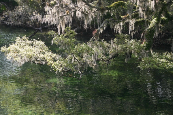 Click here to view Blue Springs Tree by  Tom Borgal Photography
