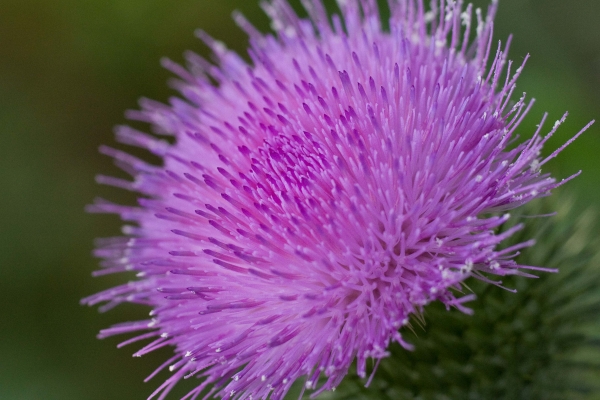Click here to view Purple Explosion by  Tom Borgal Photography