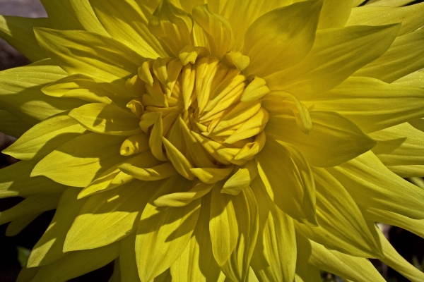Click here to view Sun Burst by  Tom Borgal Photography