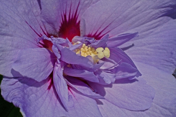 Click here to view Red Heart by  Tom Borgal Photography