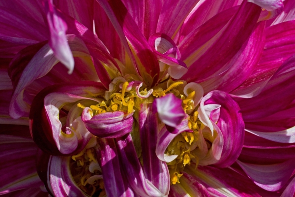 Tangle of Pink by Tom Borgal Photography
