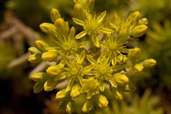 Click here to view Debut by  Tom Borgal Photography