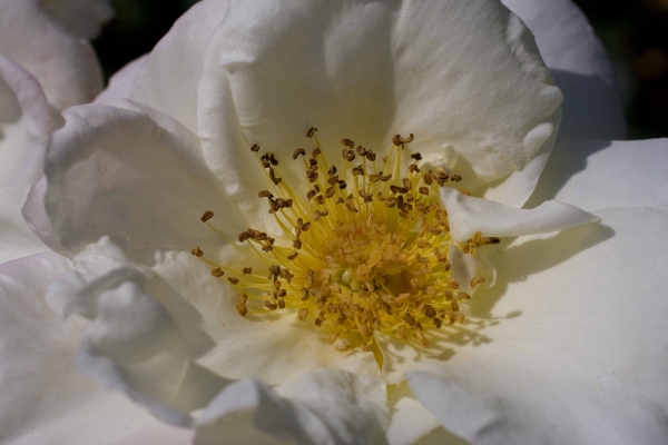 Click here to view Anther Dance by  Tom Borgal Photography