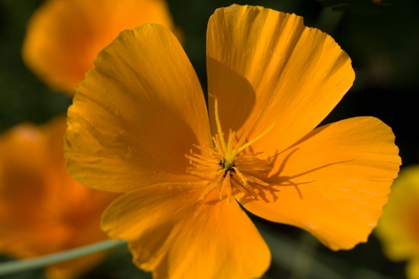 Click here to view Sunshine and Shadows by  Tom Borgal Photography
