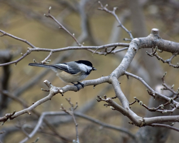 Click here to view Chickadee with Sunflower Seed by  Tom Borgal Photography