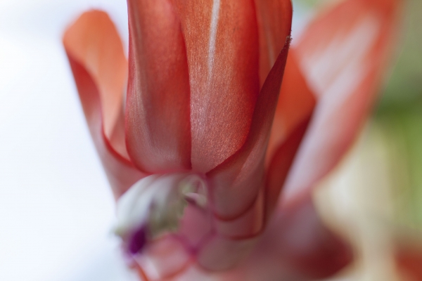 Click here to view Christmas Cactus Flower by  Tom Borgal Photography