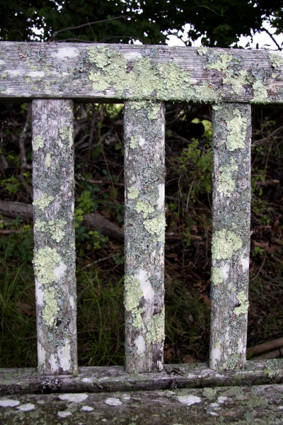 Click here to view Lichen on Chair by  Tom Borgal Photography