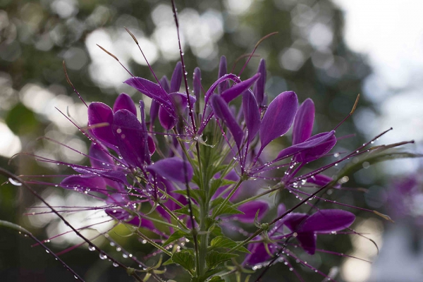 Click here to view Cleome by  Tom Borgal Photography