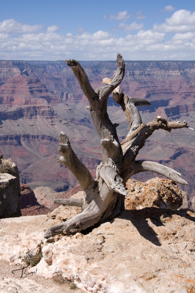 Click here to view Dead Tree at Grand Canyon by  Tom Borgal Photography