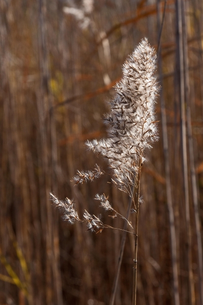 Click here to view Pampas Grass #1 by  Tom Borgal Photography
