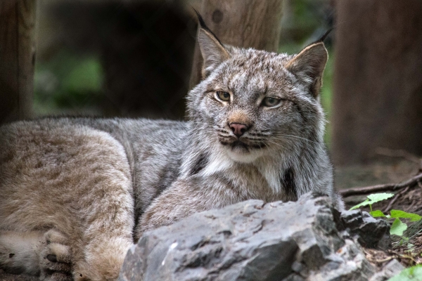 Click here to view Canada Lynx by  Tom Borgal Photography