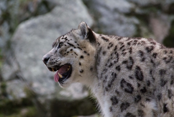 Click here to view Snow Leopard #2 by  Tom Borgal Photography