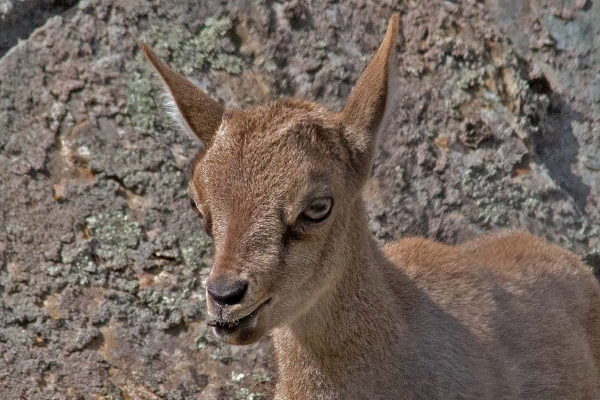 Click here to view Where is my mother by  Tom Borgal Photography