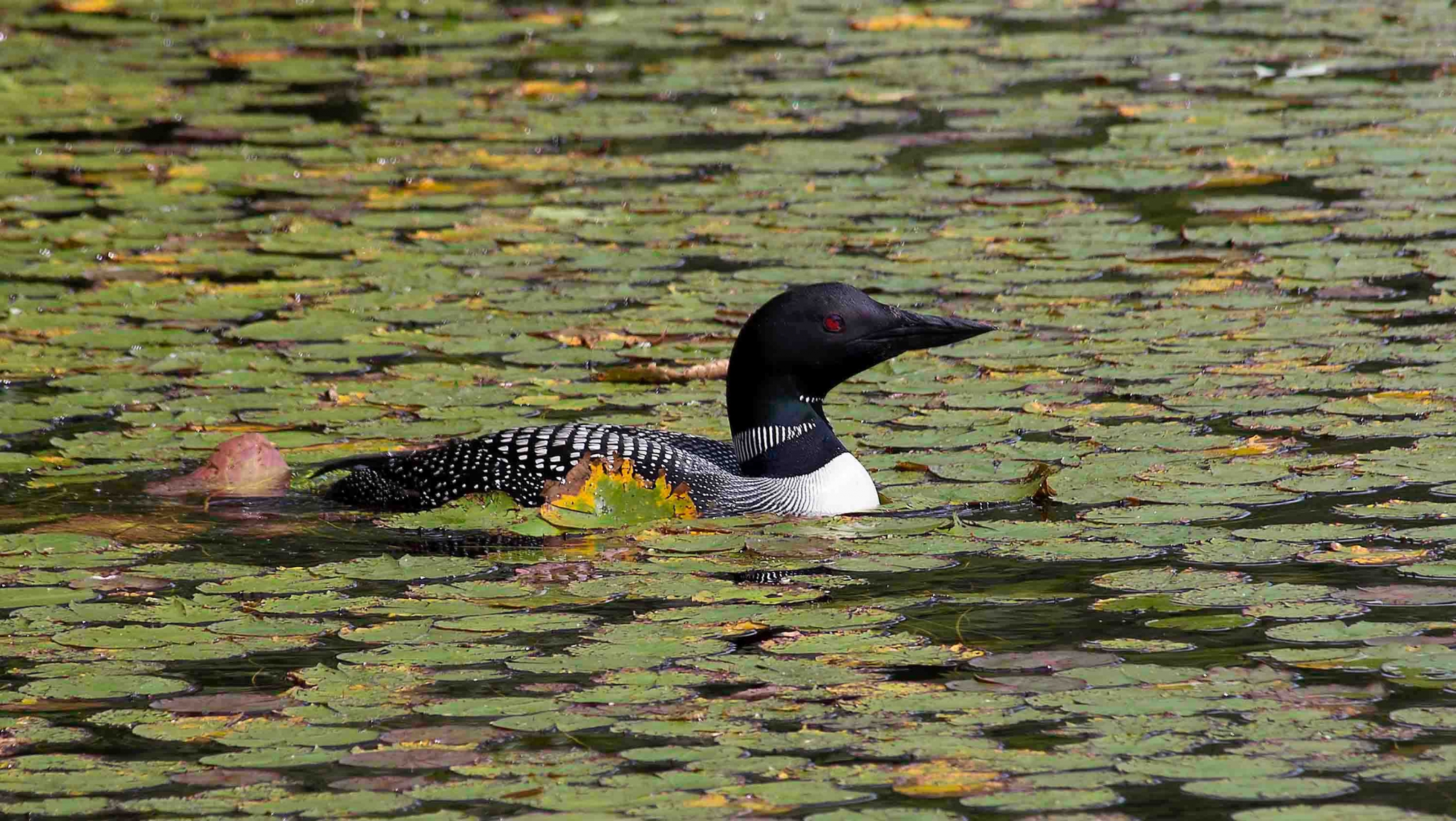 Click here to view Loon in Lilly Pads by  Tom Borgal Photography