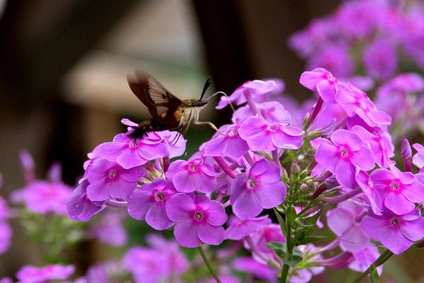 Click here to view Proboscising for Nectar by  Tom Borgal Photography