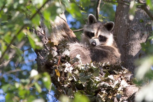 Click here to view I See You by  Tom Borgal Photography