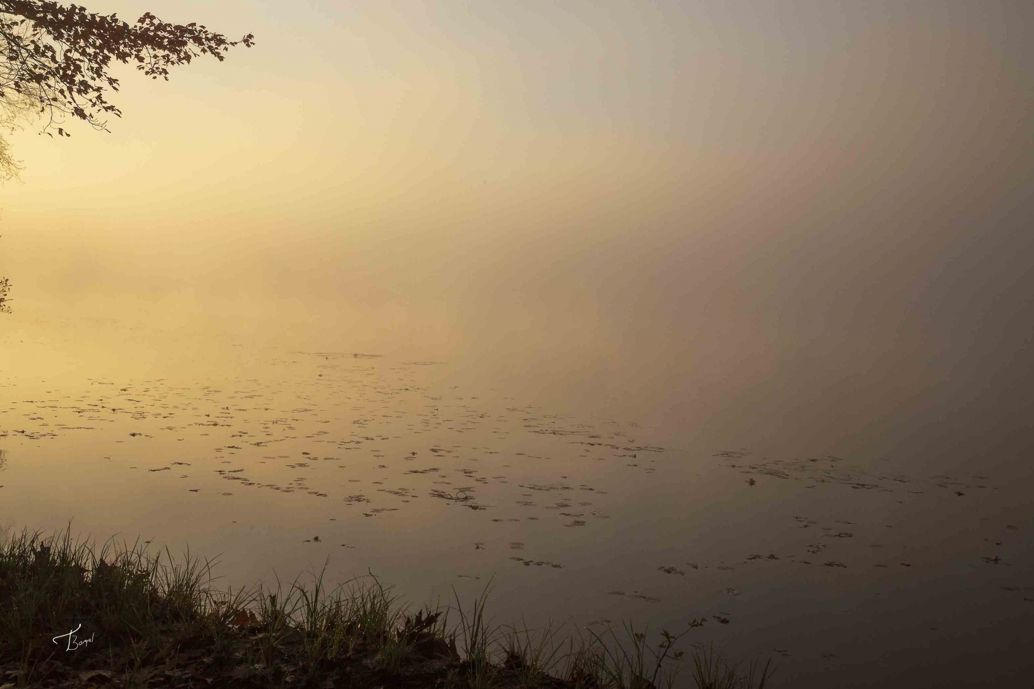 Click here to view Morning Glow by  Tom Borgal Photography