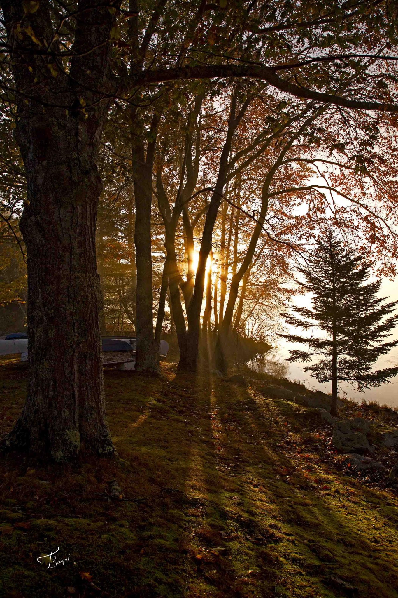 Click here to view Morning Glory by  Tom Borgal Photography
