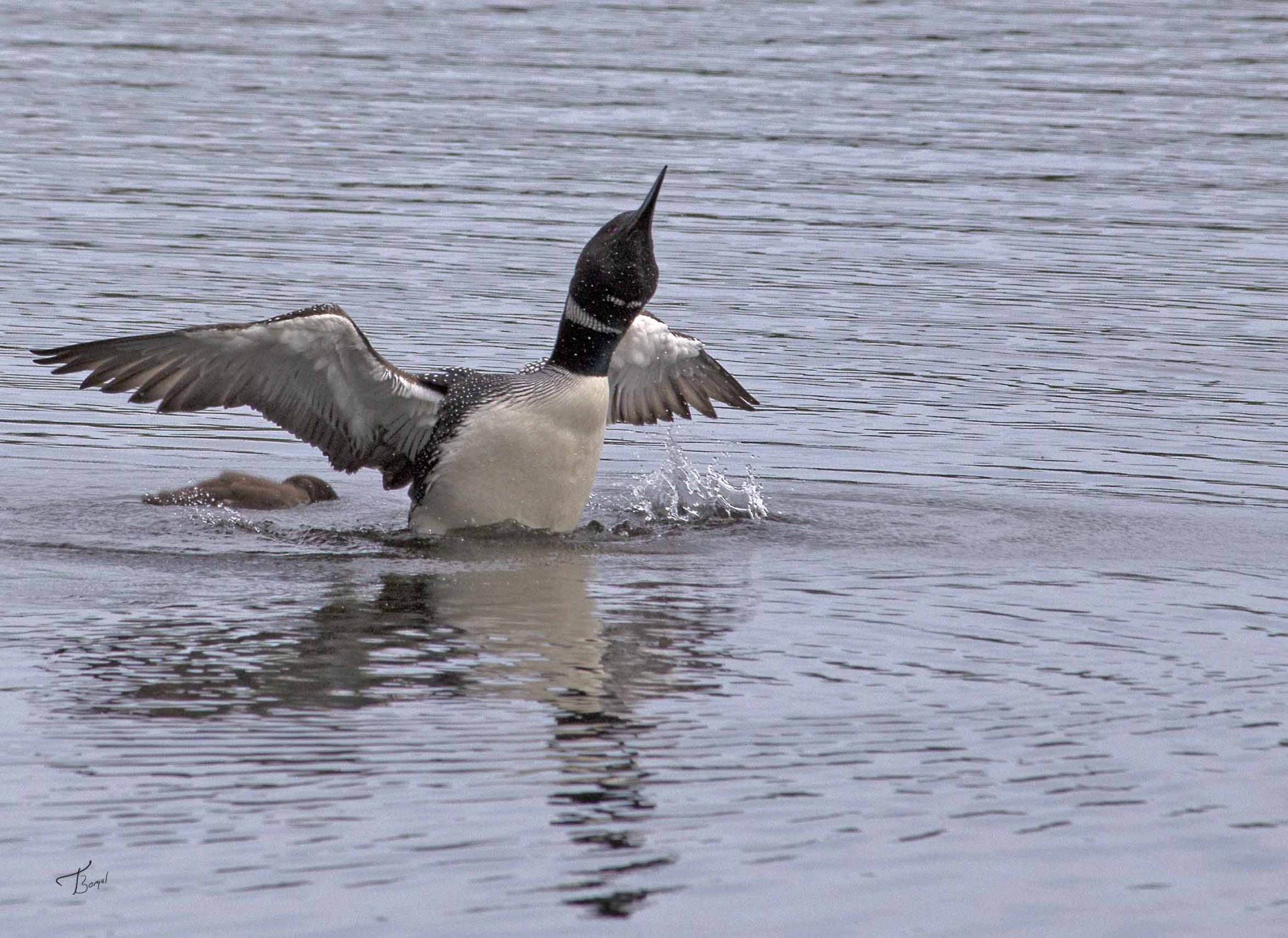 Click here to view Loon and Baby by  Tom Borgal Photography