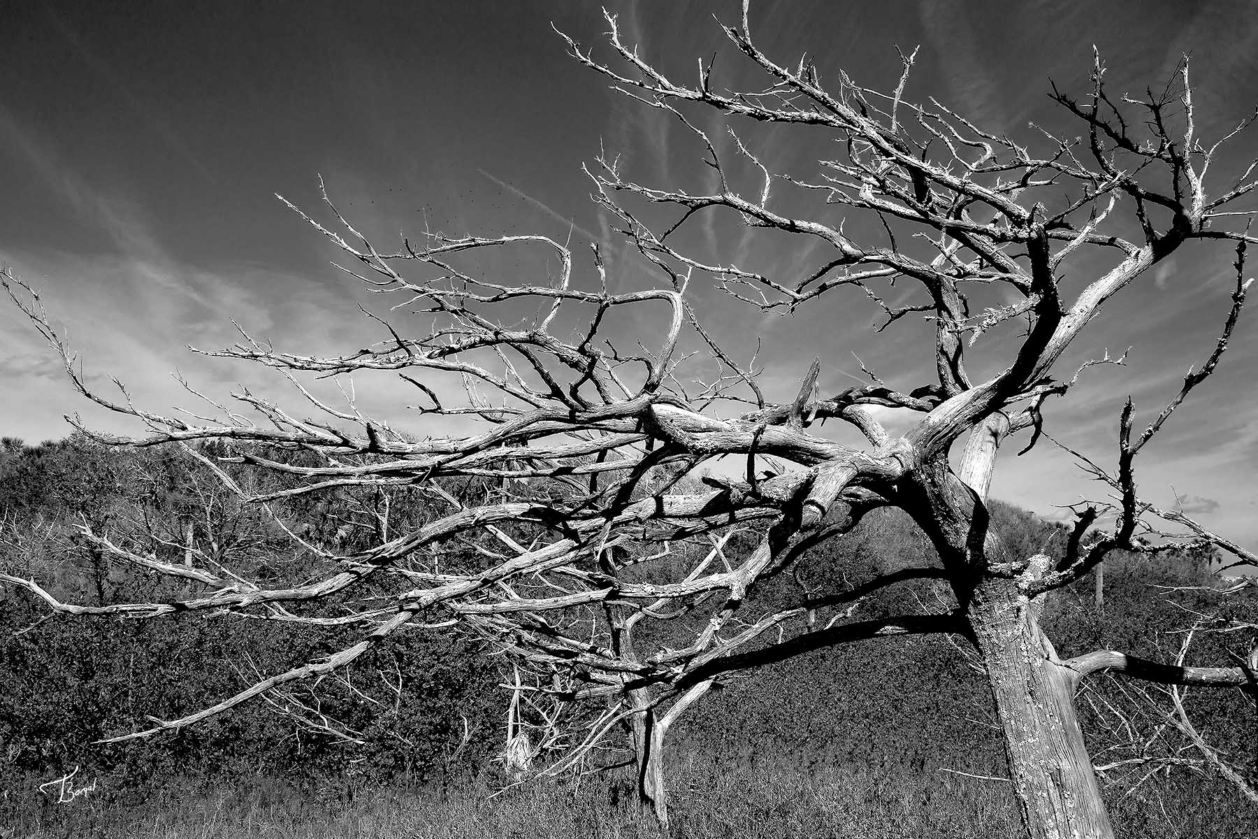 Click here to view Fractal #1 by  Tom Borgal Photography