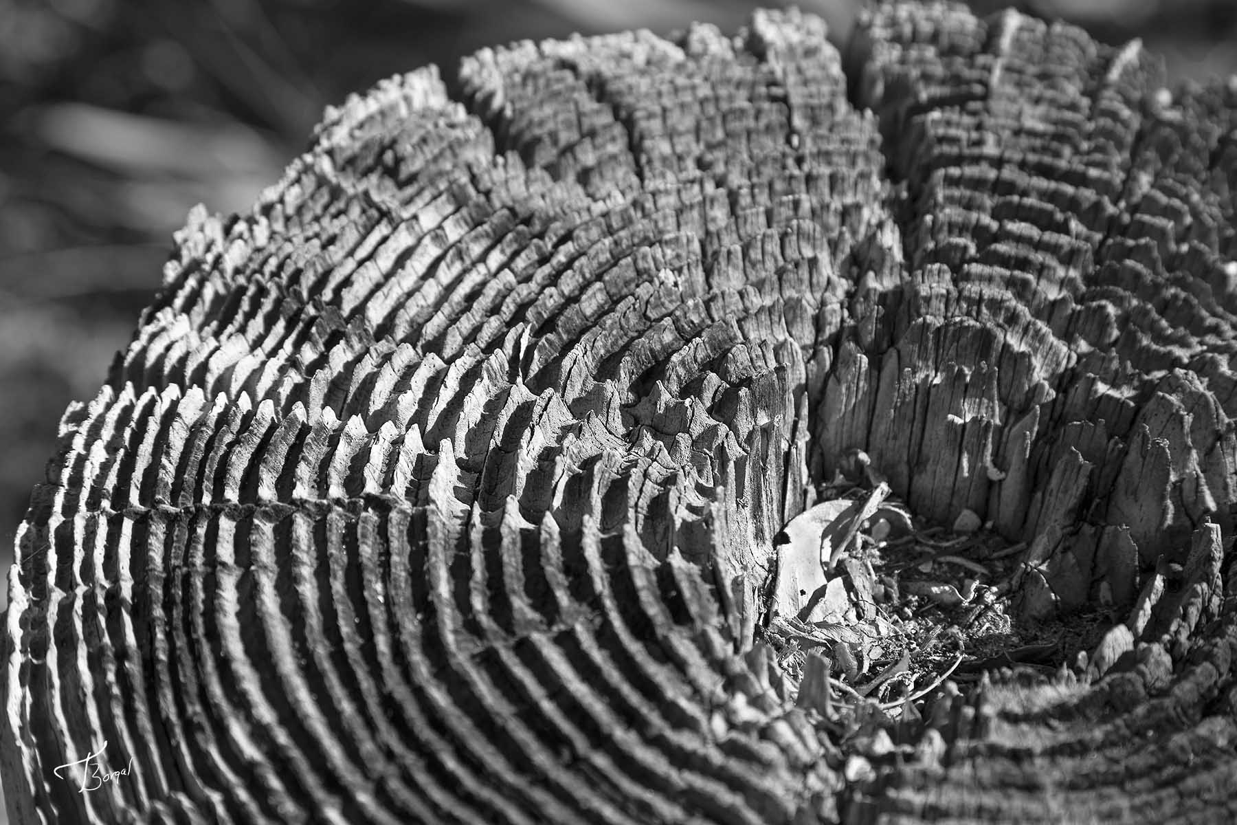 Click here to view Ridges by  Tom Borgal Photography