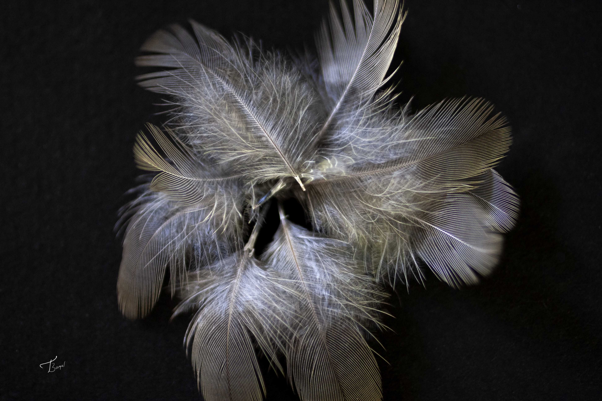 Click here to view Abstract artwork by  Tom Borgal Photography