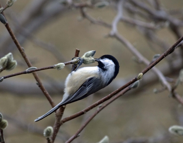 Chickadee and Pussywillow by Tom Borgal Photography
