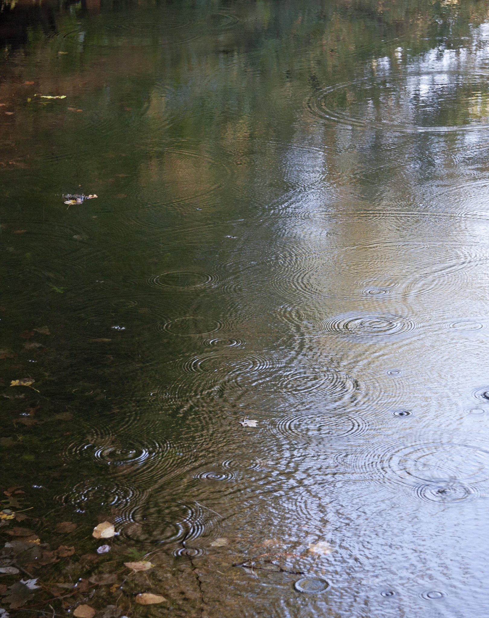 Click here to view Rain Drops on Pond by  Tom Borgal Photography