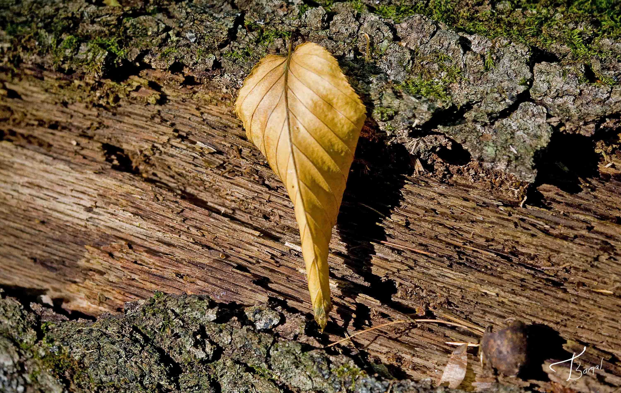 Click here to view Heart of Gold by  Tom Borgal Photography