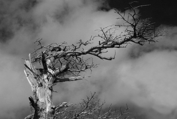 Click here to view Weathered Tree by  Tom Borgal Photography
