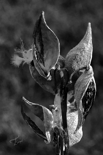 Click here to view Milk Weed Pods by  Tom Borgal Photography